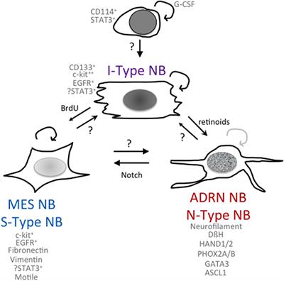 Cancer Stem Cells and Neuroblastoma: Characteristics and Therapeutic Targeting Options